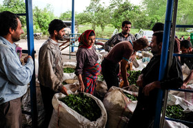 پرداخت ۷۰ درصد از مطالبات چایکاران/ افزایش مشتری چای ایرانی 